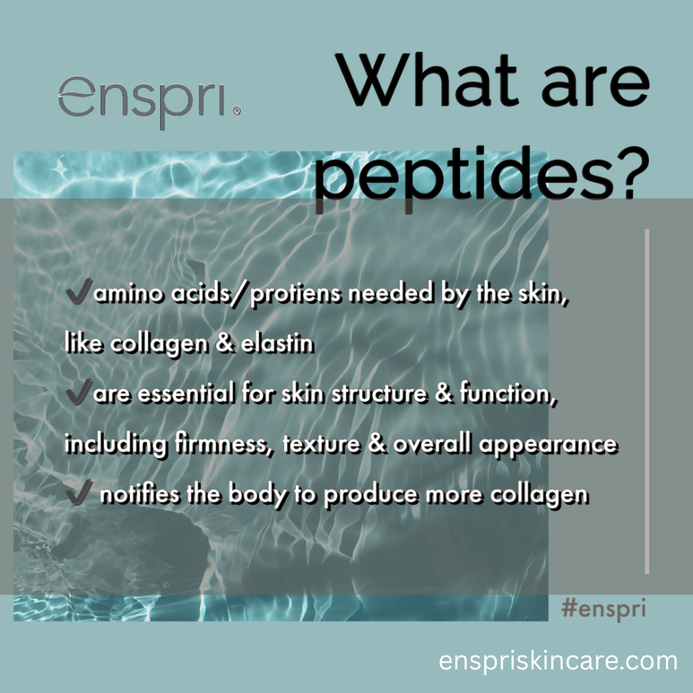 Infographic explaining that peptides are essential amino acids and proteins, like collagen and elastin, that support skin structure, firmness, and texture.
